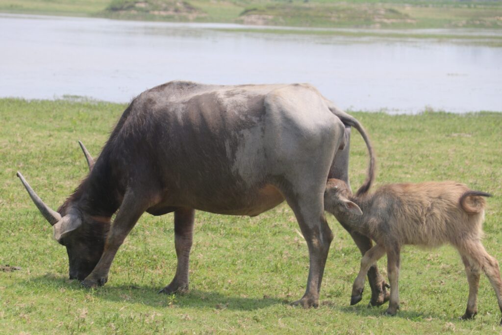 Buffalo Milk: A Combination of Various Sources of Nutrition