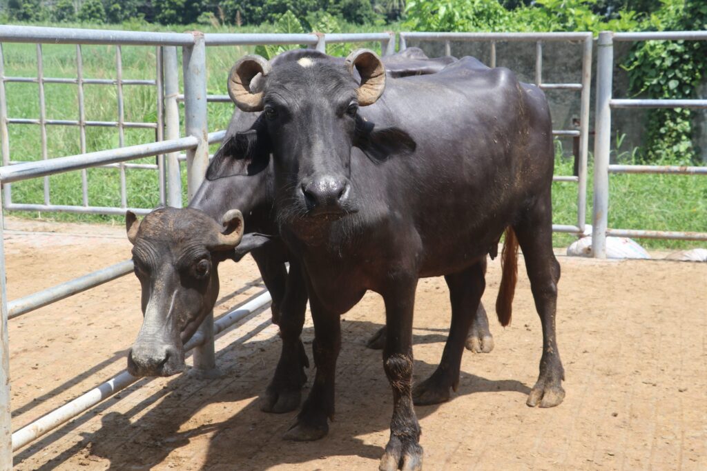 Buffalo meat: An Ideal Substitute for Beef
