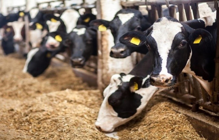 9 Million Dairy Cows From 2 Bulls